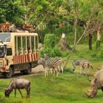 Premier Jungle Safari Destination