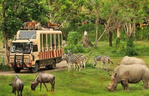 Premier Jungle Safari Destination