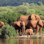 Madikwe Game Reserve