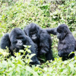 Uganda gorilla tours