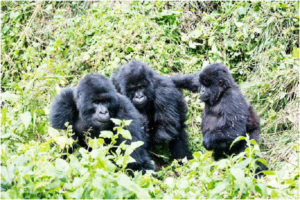 Uganda gorilla tours