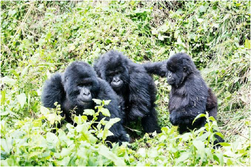 Uganda gorilla tours